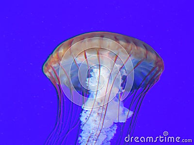 Pacific sea Nettle jellyfish in blue waters Stock Photo