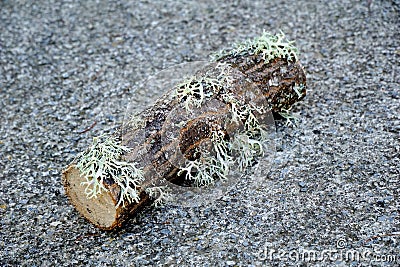 Shot of a piece of tree with unusual growths on the asphalt Stock Photo