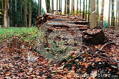 Shot of a pile of chopped logs in the forest Stock Photo