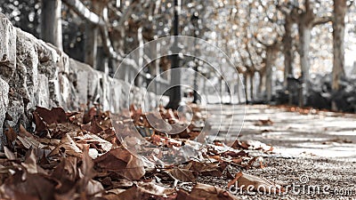 Shot of a pile of fall leaves on the ground in a park Stock Photo