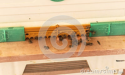 Shot of a plastic bee hive. Farm Stock Photo