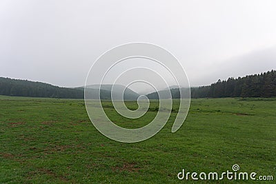 Shot of a spacy grassy field with coniferous trees and hills in the background during mist Stock Photo