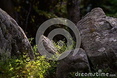 Shot of sunlight crossing the forest floor striking a rock garden Stock Photo