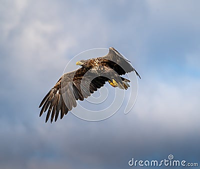 White Tailed Sea Eagle searching a Loch Stock Photo