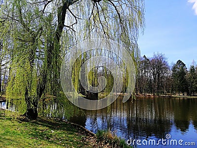 Shot of a tall half green tree next to a pond in Jelenia GÃ³ra, Poland. Stock Photo