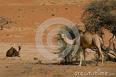 Shot of two camels in the desert, while one is standing, the other one sat down to rest Stock Photo