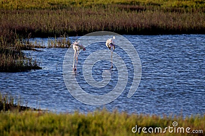 Shot of two cute American flamingos hunting fish in the water of the Ebro Delta Stock Photo