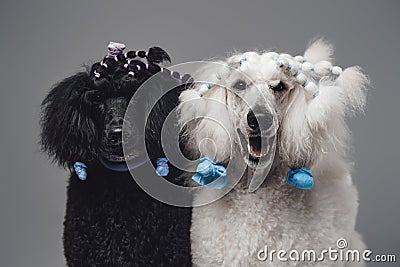 Cheerful couple poodle dogs posing against gray background Stock Photo