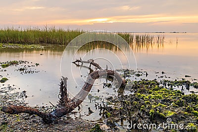 Shot of verdurous rocks and wood, and plants growing in a lake in Mecklenburg-Vorpommern, Germany Stock Photo
