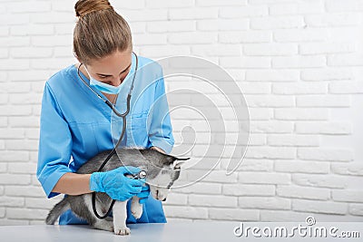 Veterinarian examining little husky puppy Stock Photo