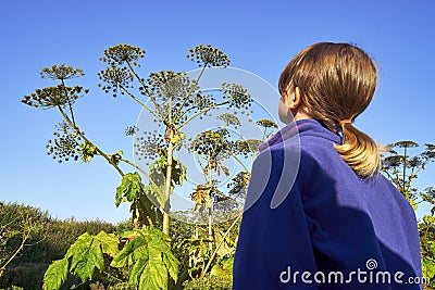 Young girl standing in front of a giant hogweed Stock Photo