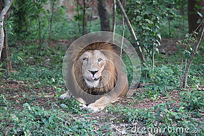 Wild Asiatic Lion watching its prey. Stock Photo
