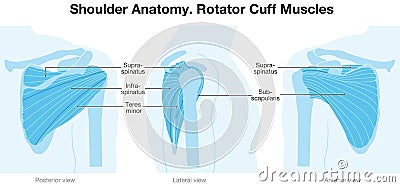 Shoulder Anatomy. Rotator Cuff Muscles. Blue Version. Labeled Stock Photo