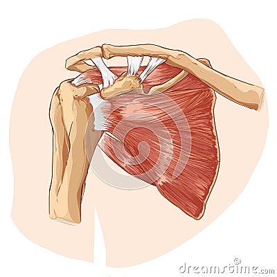 Shoulder anatomy Vector Illustration