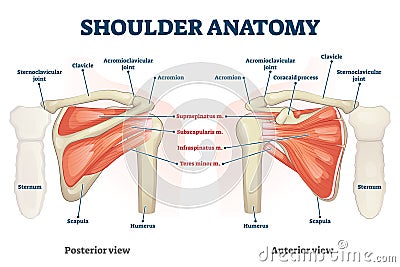 Shoulder anatomy vector illustration. Labeled skeleton and muscle scheme. Vector Illustration