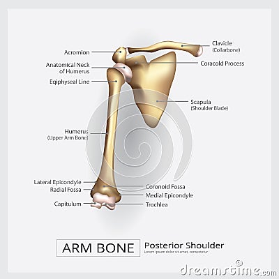 Shoulder Arm Bone Vector Illustration