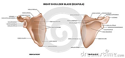 Shoulder blade (scapula) Vector Illustration