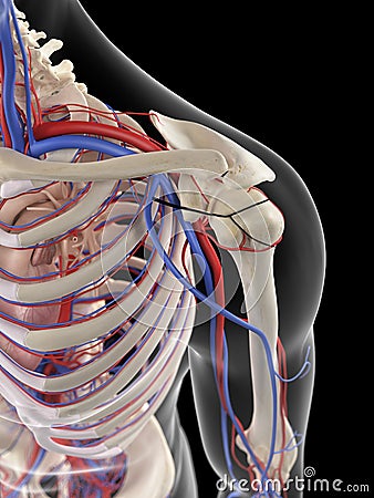 The shoulder blood supply Cartoon Illustration