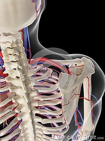 The shoulder blood supply Cartoon Illustration