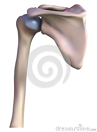 Shoulder bone Stock Photo