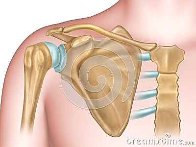 Shoulder bones anatomy Cartoon Illustration