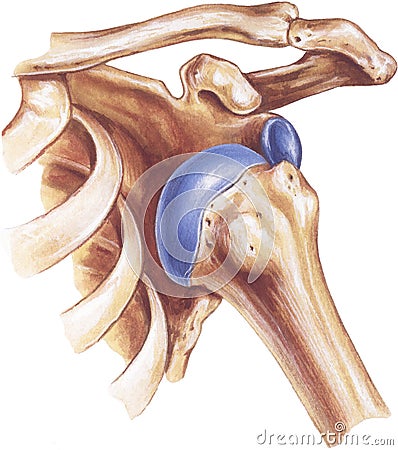 Shoulder - Dislocation of the Humerus Stock Photo