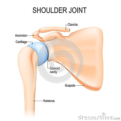 Shoulder glenohumeral joint. Human anatomy Vector Illustration