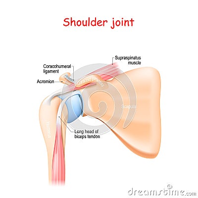 Shoulder joint anatomy Vector Illustration