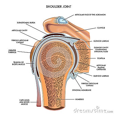 Shoulder joint medical illustration Vector Illustration