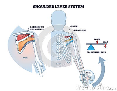 Shoulder lever system for shoulder and upper body movement outline diagram Vector Illustration