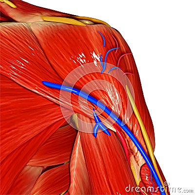 Shoulder Muscles Stock Photo