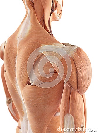 The shoulder muscles Cartoon Illustration