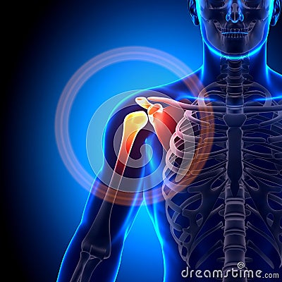 Shoulder / Scapula / Clavicle - Anatomy Bones Stock Photo