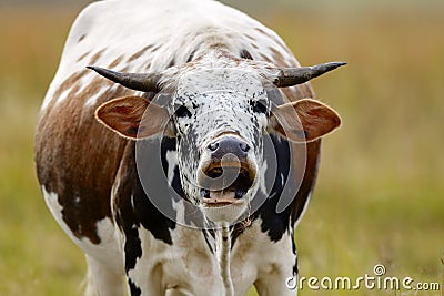 Shouting cow in field Stock Photo