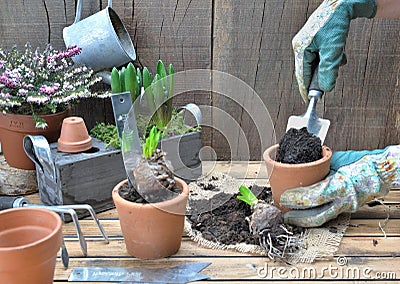 Shovel and put soil in a flower pot to potting hyacinth flower and gardening equipment on wooden table Stock Photo