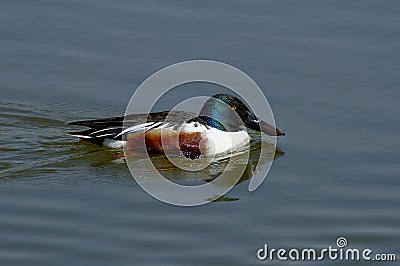 Shoveler duck Stock Photo