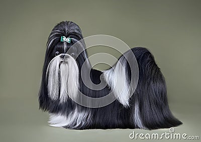 Show class black and white Shih Tzu dog Stock Photo