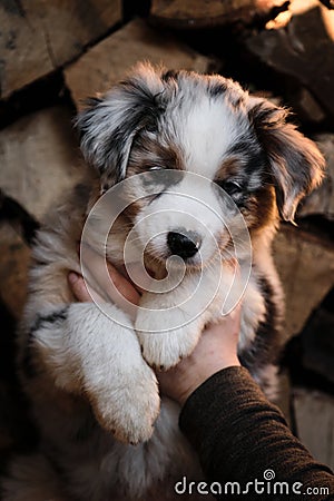 Show and demonstrate little aussie dog. Village puppy on background of logs. Human breeder of pedigreed dogs holds puppy of Stock Photo