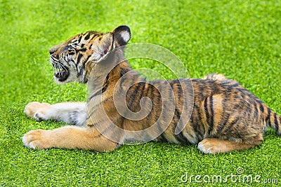 Show the little tiger cubs playing in the zoo Stock Photo