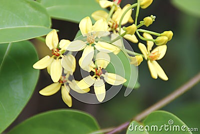 Shower of gold climber, Vining Galphimia, Tristellateia australasiae Stock Photo