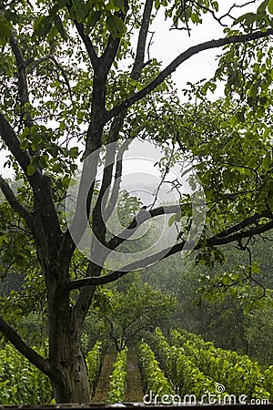 Shower rain in the forest Stock Photo