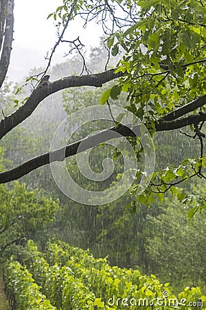 Shower rain in the forest Stock Photo