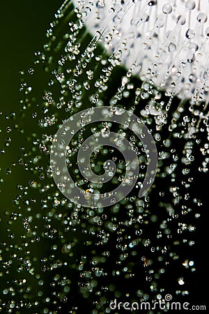 Shower Water Drops Stock Photo