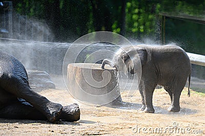 Cute elephant baby enjoying water shower. Baby elephant enjoys hosing down with water hose. Zoo Wuppertal, Germany Stock Photo