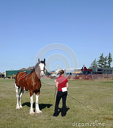 Showing a Clydesdale Stock Photo