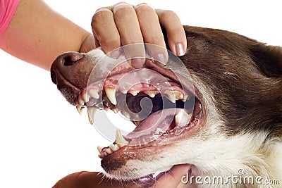 Showing the teeth Stock Photo