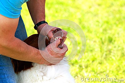 Showing teeth of purebred dogs Stock Photo