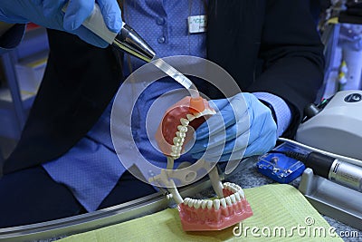 Showing way of dental treatment. Womanâ€™s hand in blue gloves shining on the typodont, plastic moulage of human jaws and teeth, Stock Photo
