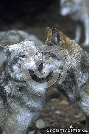 Showing wolf dominance Stock Photo