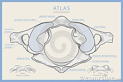 Shown Here is the First Cervical Vertebra. Atlas C1. Anterior, Posterior and Top View. Illustration for Education. Anatomy on Vector Illustration